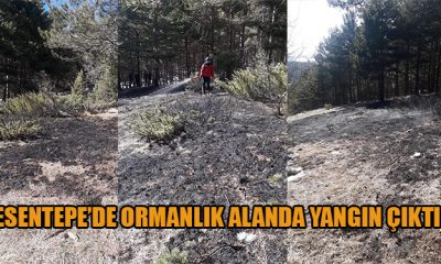 GEREDE’DE ORMAN YANGINI ÇIKTI