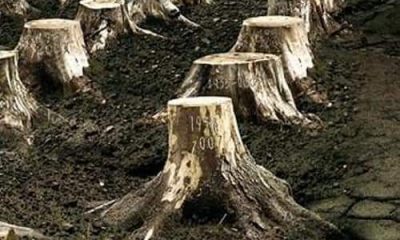 CHP’Lİ RENKLİ’DEN ÇOK ÇARPICI İDDİALAR