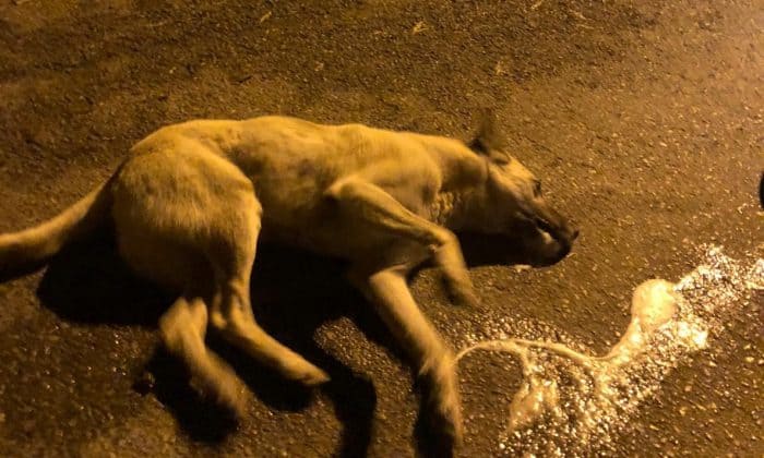 YOK BÖYLE BİR VAHŞET: SOKAK KÖPEĞİNİ ZEHİRLEDİLER
