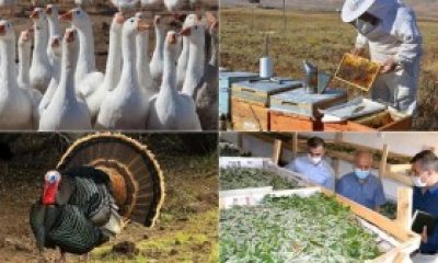 KAZ, ARI VE HİNDİ YETİŞTİRİCİLERİ DESTEKLENECEK