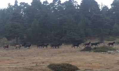 GEREDE’NİN YILKI ATLARI OBJEKTİFLERE YAKALANDI
