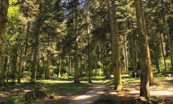 BOLU’DA ORMANLARA GİRİŞLER YASAKLANDI: TEDBİRLER 30 EYLÜL’E KADAR SÜRECEK